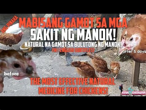 Ang Pinaka Mabisang Natural Na Gamot Sa Mga Sakit Ng Manok!.